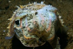 Cross-eyed cuttlefish, Dumaguete, Philippines. D100, 105m... by Andre Seale 